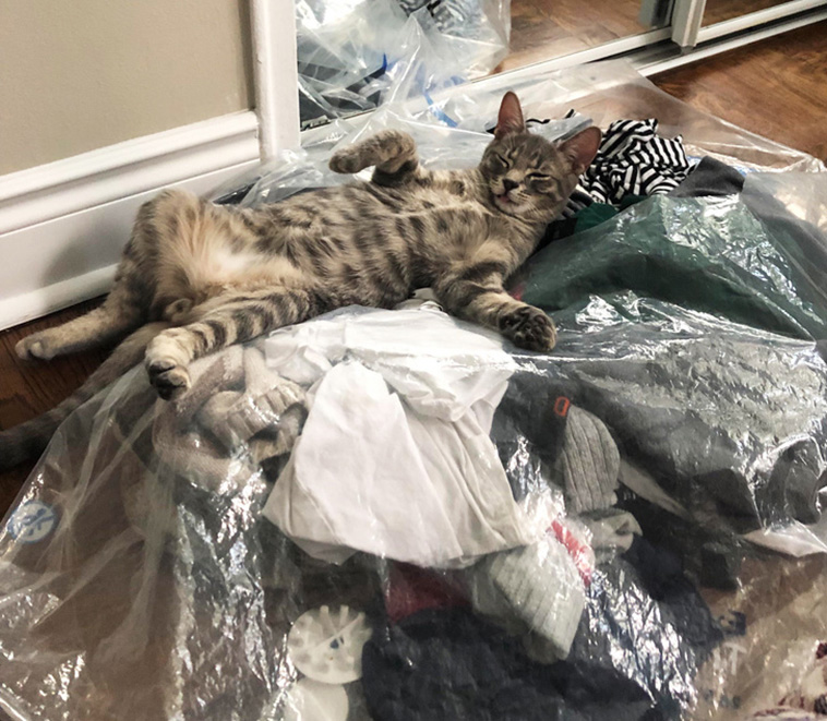 Things Our Pets Do When We Are Not Looking