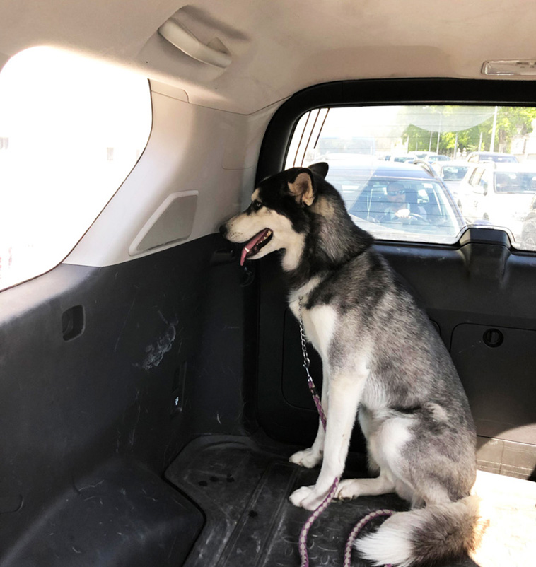 Things Our Pets Do When We Are Not Looking