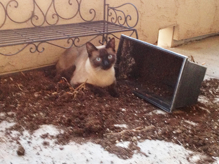 Things Our Pets Do When We Are Not Looking