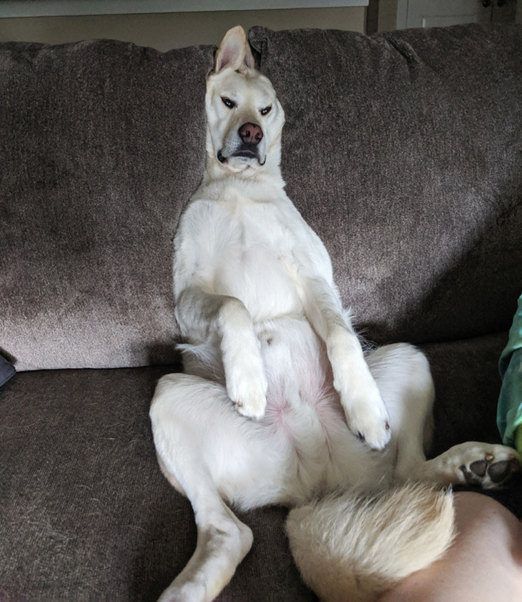 Things Our Pets Do When We Are Not Looking