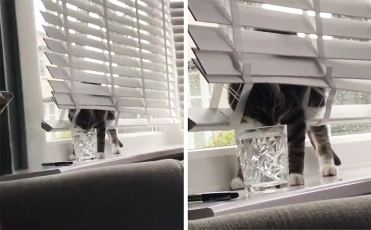 Things Our Pets Do When We Are Not Looking