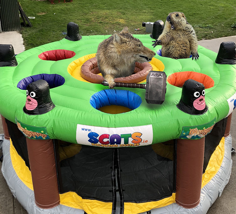 Marmot Photoshop Battle