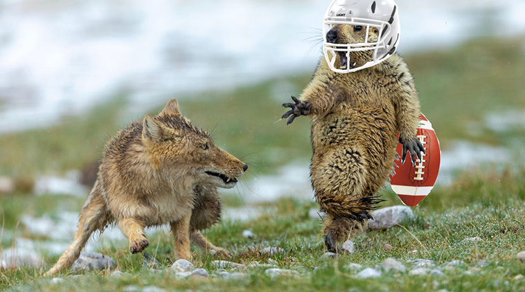 Marmot Photoshop Battle