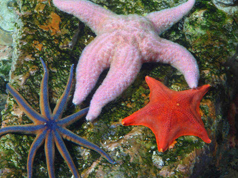 Starfish Butts