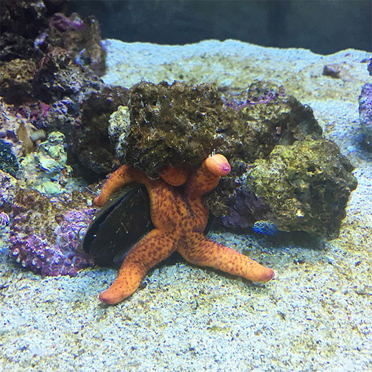 Starfish Butts
