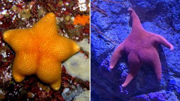 Starfish Butts