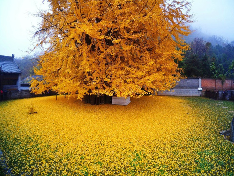 Fall