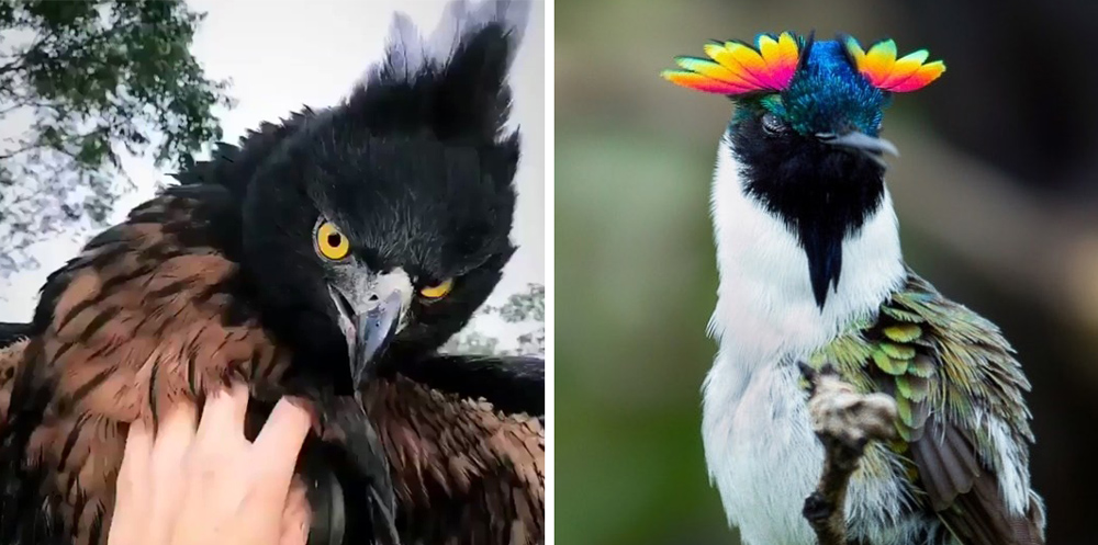 birds