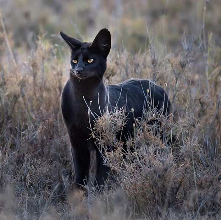 black serval