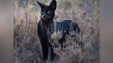 black serval