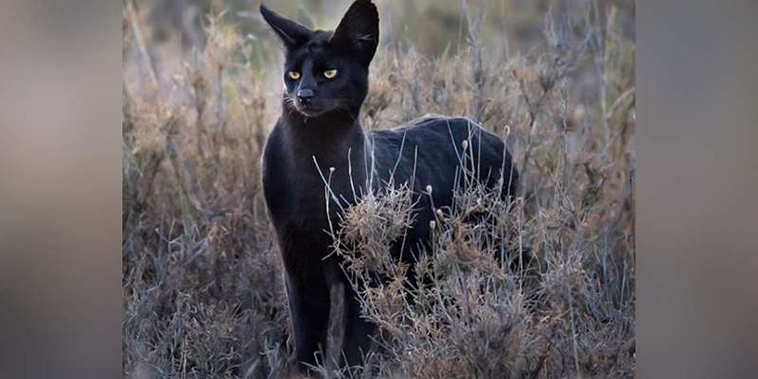 black serval