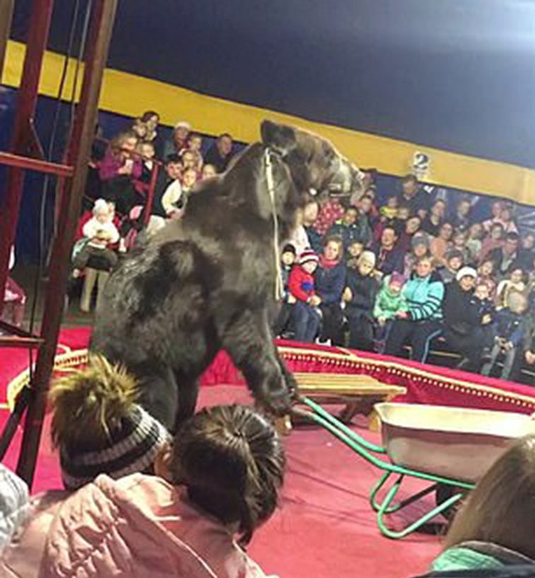circus bear attacks trainer