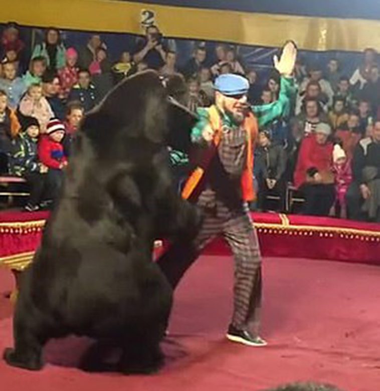 circus bear attacks trainer