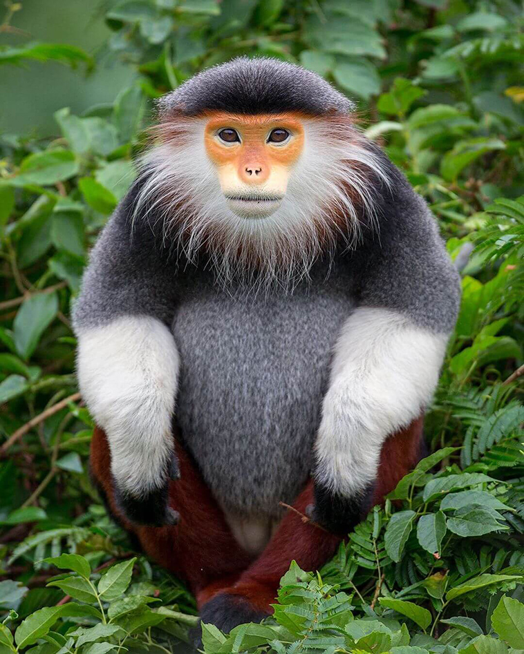 rare red-shanked douc of Vietnam