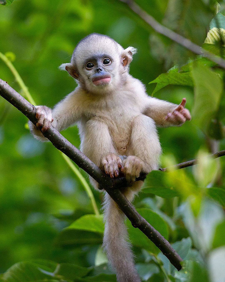 Yunnan snub-nosed monkey