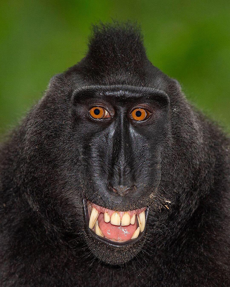 Black-crested macaque