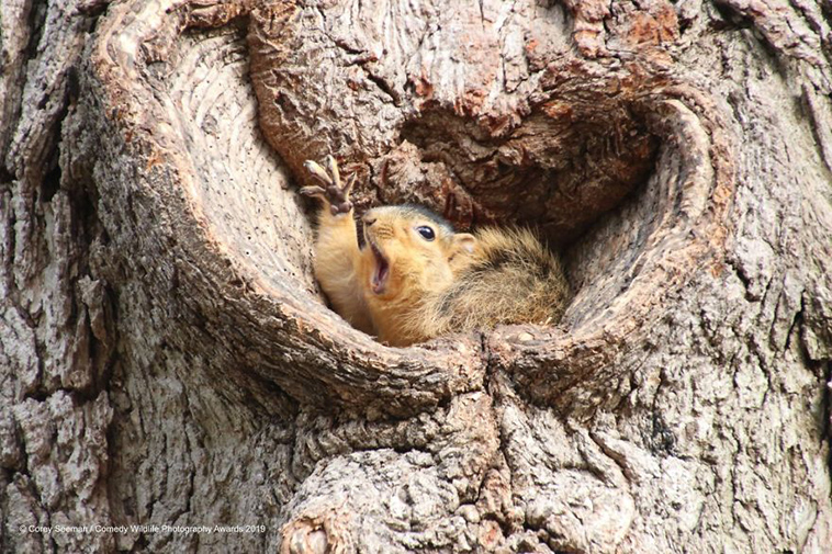 comedy wildlife photography awards 2019