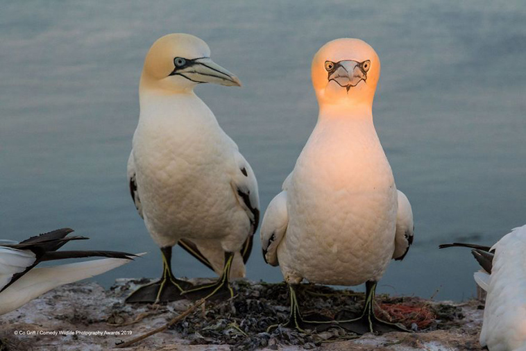 comedy wildlife photography awards 2019