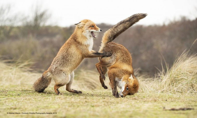 comedy wildlife photography awards 2019