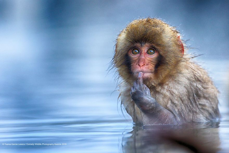 comedy wildlife photography awards 2019