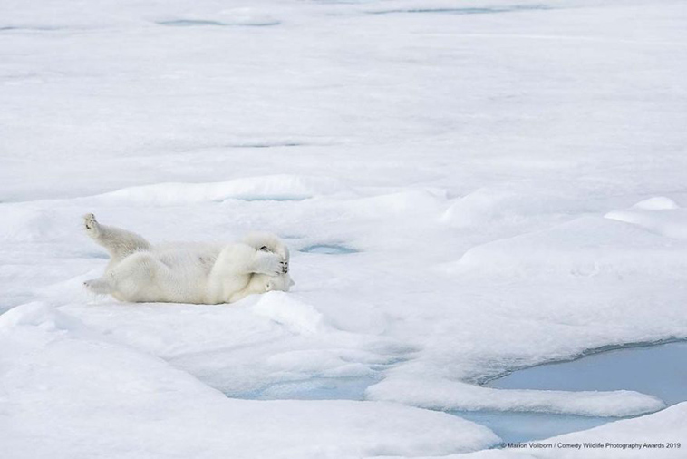 comedy wildlife photography awards 2019