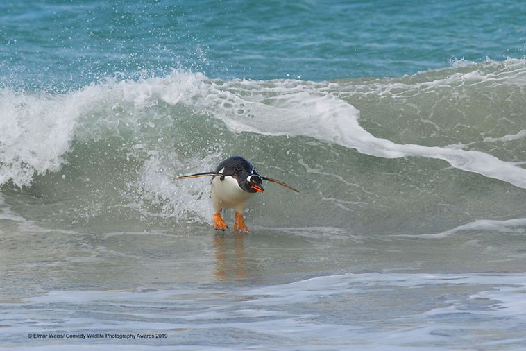 comedy wildlife photography awards 2019