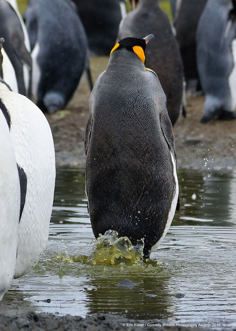 comedy wildlife photography awards 2019