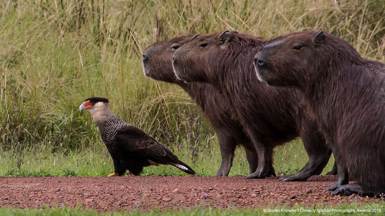 comedy wildlife photography awards 2019