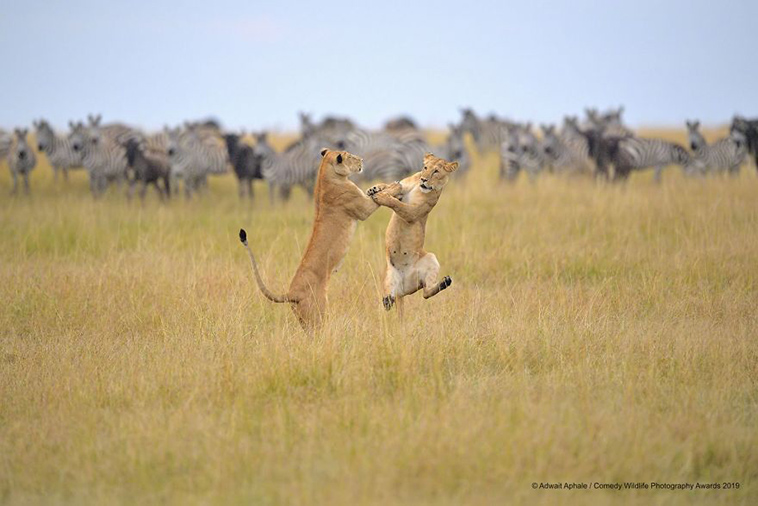 comedy wildlife photography awards 2019