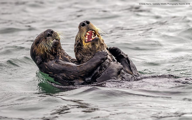 comedy wildlife photography awards 2019