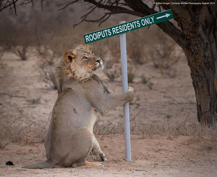 comedy wildlife photography awards 2019