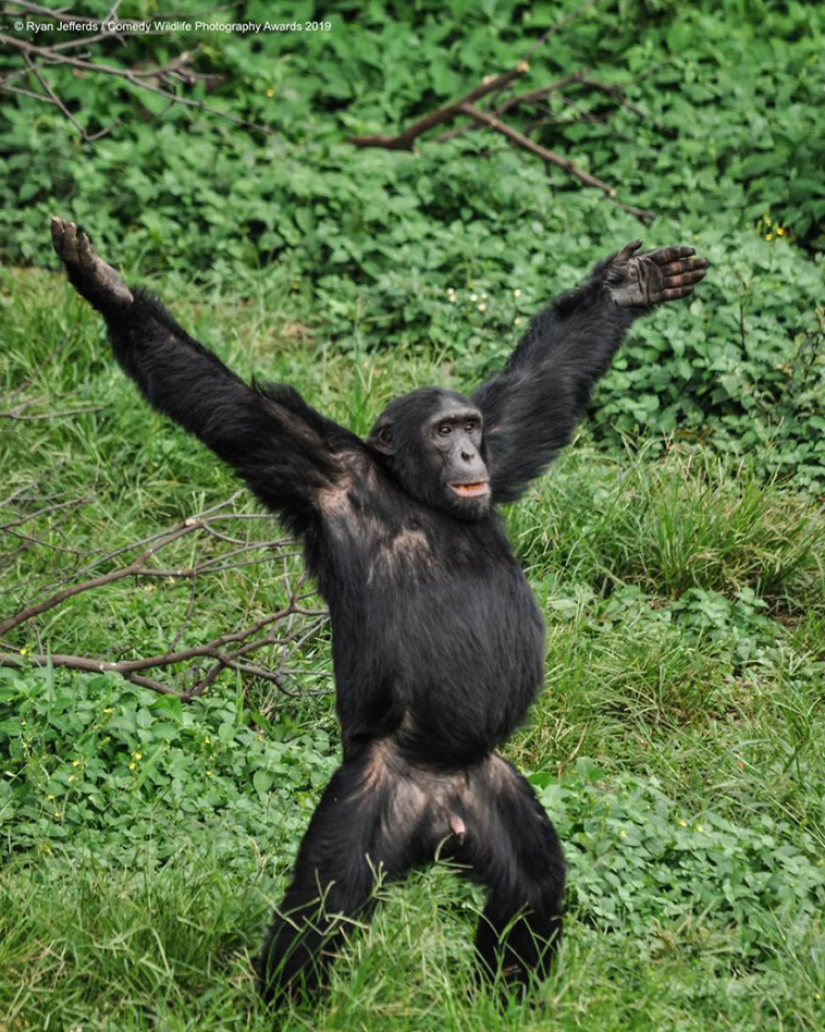 comedy wildlife photography awards 2019
