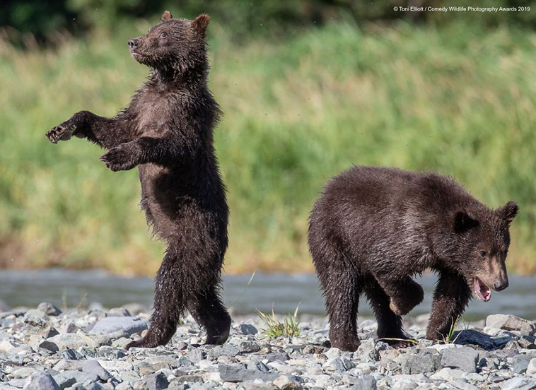 comedy wildlife photography awards 2019