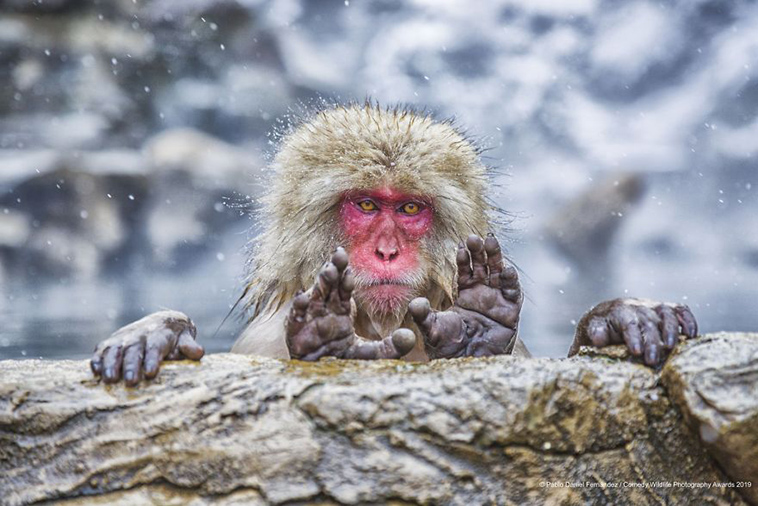 comedy wildlife photography awards 2019