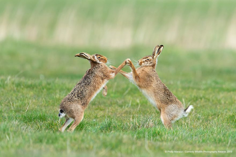 comedy wildlife photography awards 2019