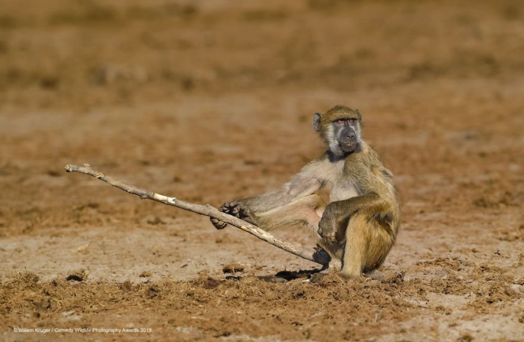 comedy wildlife photography awards 2019