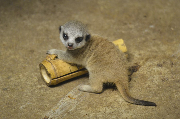 Baby Meerkat