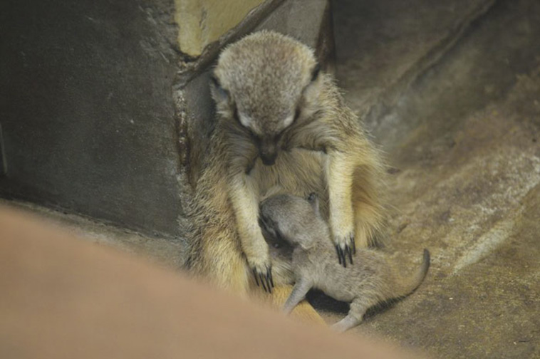 Baby Meerkat