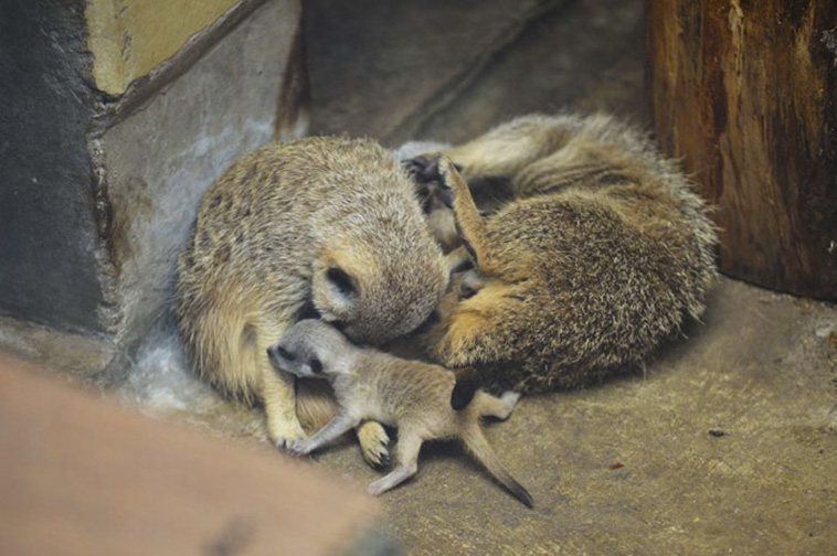 Baby Meerkat
