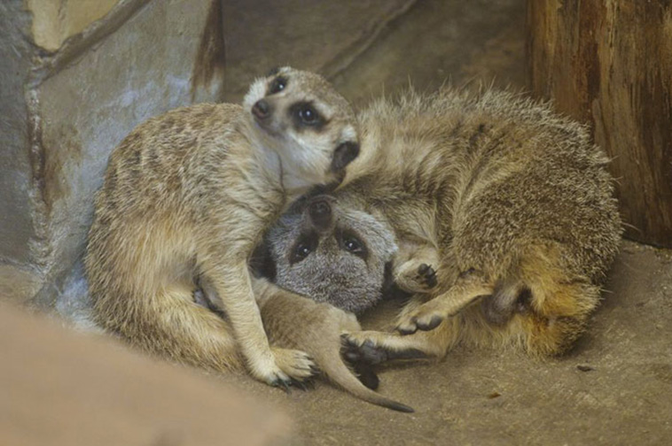 Baby Meerkat
