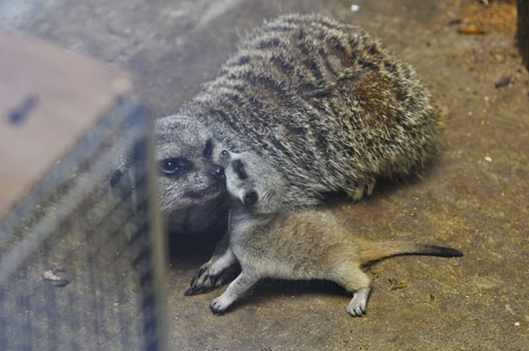 Baby Meerkat