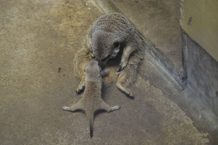 Baby Meerkat