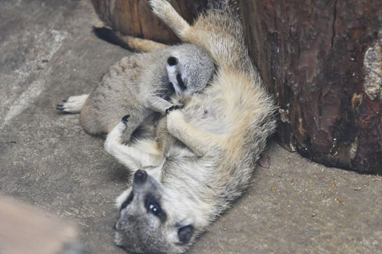 Baby Meerkat