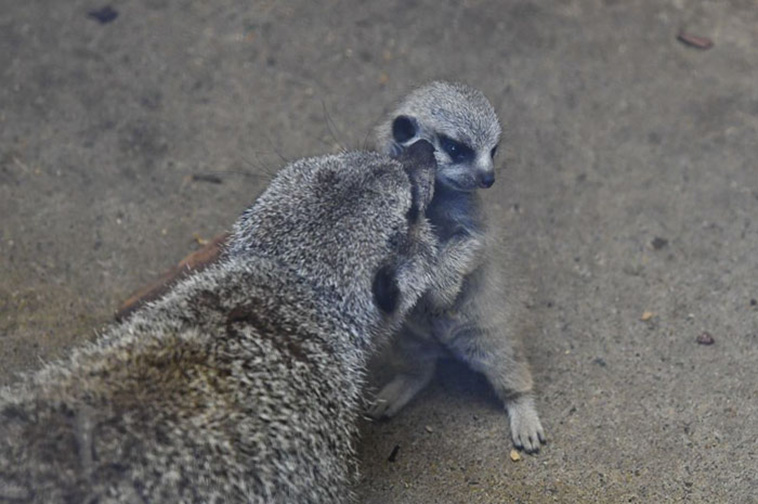 Baby Meerkat