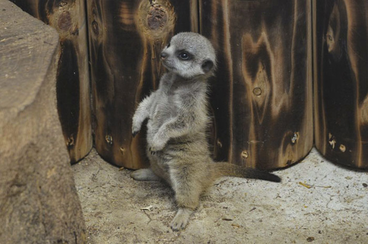 Baby Meerkat