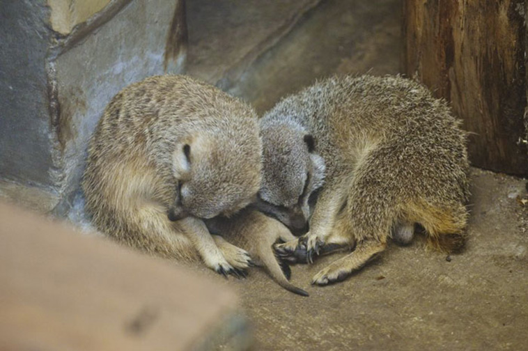 Baby Meerkat
