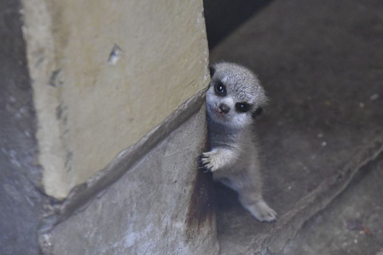 Baby Meerkat