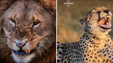 facial expressions of big cats