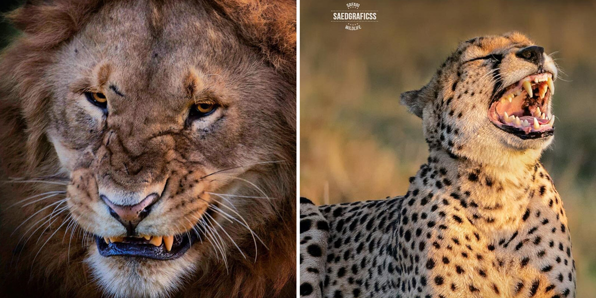 facial expressions of big cats