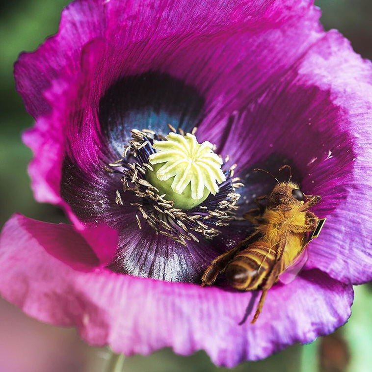 Bee Influencer